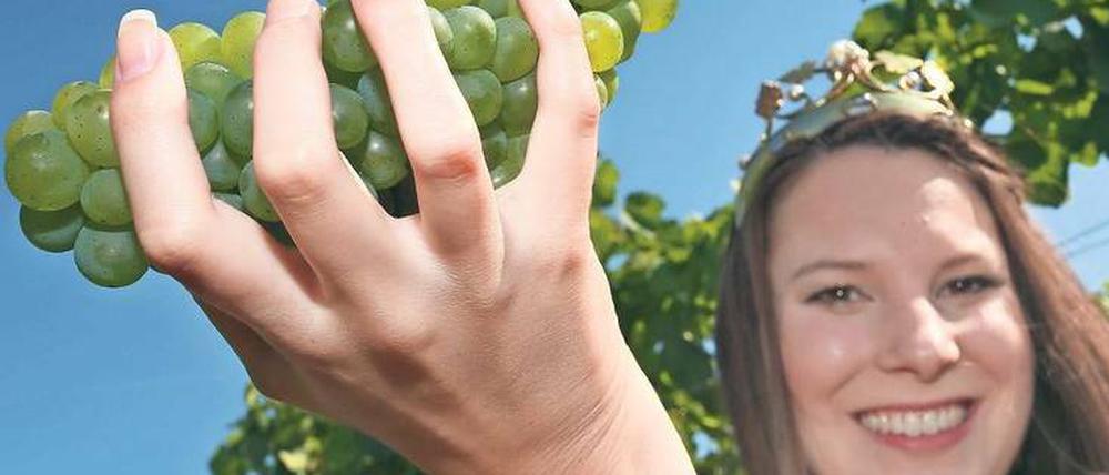 Die fränkische Weinkönigin freut sich über gut gewachsene Trauben der Rebsorte Silvaner. 