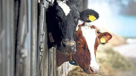 Zwei von 4,2 Millionen: Doch die deutschen Kühe haben Konkurrenz. Viele Milchprodukte kommen aus dem Ausland. 