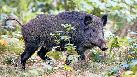 Bedrohung. In Polen wurden infizierte Wildschweine entdeckt. 