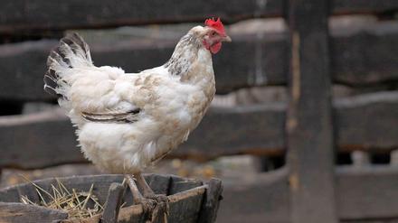 Streit ums Huhn: Bringt uns TTIP Chlorhühnchen nach amerikanischer Art?