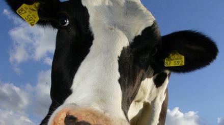 Die europäischen Bauern sind die größten Milchproduzenten der Welt. 