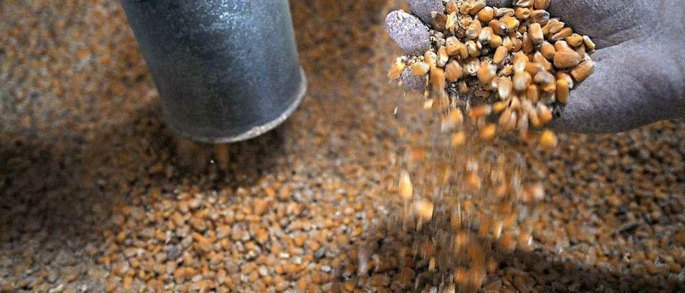 Über 10 000 Tonnen mit krebserregendem Schimmelpilz verseuchtes Maisfutter ist im Umlauf gekommen. 