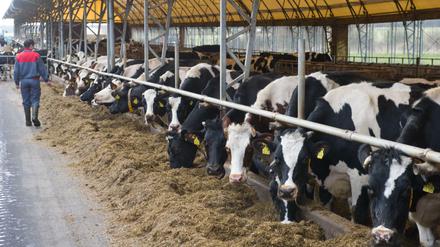 Zu fleißig: Deutsche Milchkühe bei der Arbeit. Keiner produziert in der EU mehr Milch als Deutschland. 