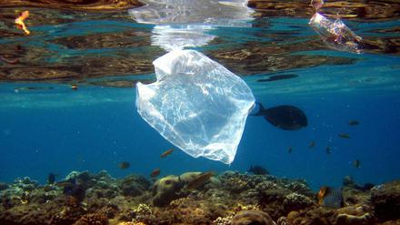 Plastiktüten im Meer gefährden Fische, Vögel, Delfine und Meeresschildkröten. Sie zerfallen in kleine Partikel, an die sich auch noch Schadstoffe anlagern. 
