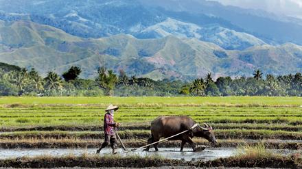 Auf den Philippinen werden zum Beispiel Reisbauern geschult. Statt ökologisch nachhaltiger Anbaumethoden lernen sie Pestizide kennen.