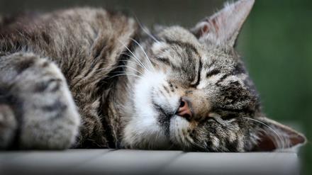 Schmusekätzchen? Manchmal ja, manchmal nein: Katzen sind Jäger - und Haustiere. Fast 13 Millionen leben in Haushalten.