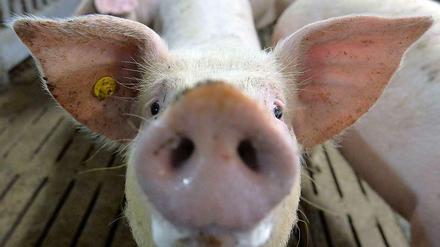 Vier Cent pro verkauftem Kilo Schweinefleisch wandern in einen Fonds.
