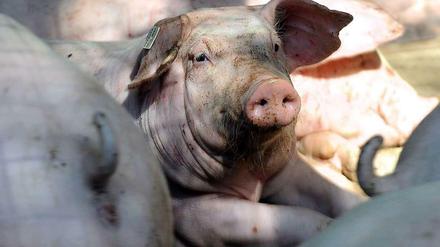Sauwohl: Schweine wälzen sich gern im Matsch. Doch in den modernen Großställen geht das nicht.