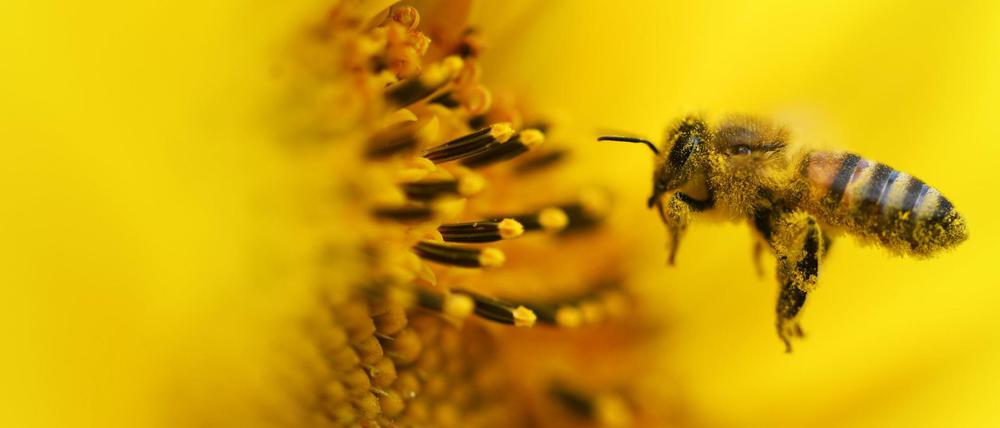 Die Biene ist als Bestäuber zahlreicher Nutzpflanzen unersetzlich.