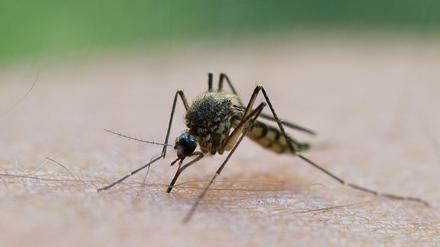 Ein Stich und schon ist es passiert: Berlin und Brandenburg erleben derzeit eine Mückenplage.