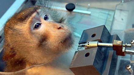 Einer von vielen. Affen werden immer häufiger benutzt. Das Bild von 2008 zeigt den Langschwanzmakaken Winnie am Leibniz-Institut für Neurobiologie in Magdeburg.
