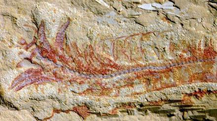 Das Fossil des Gliederfüßers Chengjiangocaris kunmingensis wurde im Süden Chinas in einer als Xiaboshiba-Fauna bezeichneten Gesteinsschicht gefunden, die erdgeschichtlich ins frühe Kambrium (etwa 500 Millionen Jahre) eingeordnet wird.