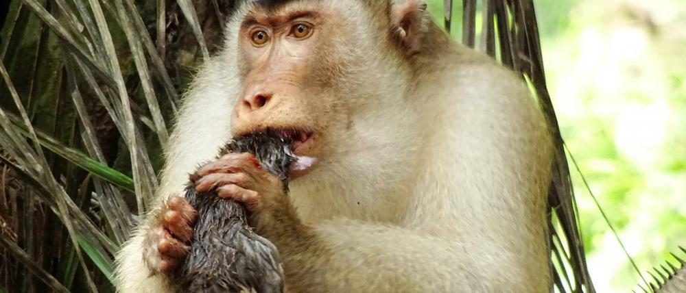 Ein Makake frisst eine Ratte.