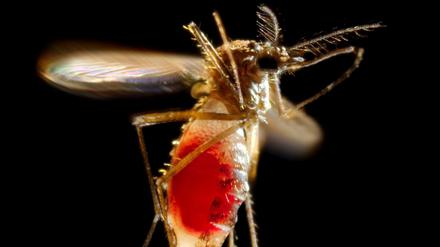 Vollgepumpt. Mit einer Blutmahlzeit kann die Mücke Aedes aegypti auch Zika-Viren aufnehmen - und später an andere Menschen übertragen. 