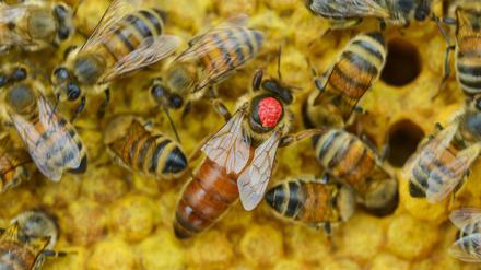Herrscherin. Eine Brutwabe mit mehreren Bienen und ihrer Königin, die mit einem roten Punkt markiert ist. 