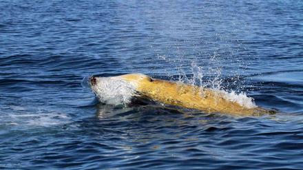 Rekordtaucher. Cuvier-Schnabelwale können bis zu drei Kilometer tief tauchen. 