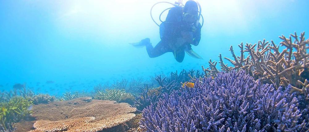 Bedrohte Vielfalt. Offenbar kommen Korallen mit dem Klimawandel besser zurecht als gedacht. Doch sie werden zudem durch Fischerei und Umweltverschmutzung bedroht.