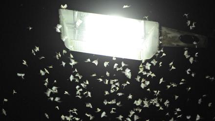Insekten schwirren nachts um eine Laterne.
