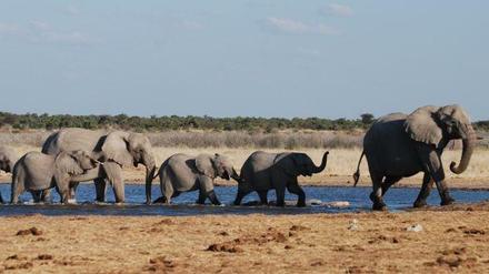 Superhirne. Elefanten (hier im Etosha Nationalpark in Namibia) erinnern sich an den schnellsten Weg zum Wasser. 