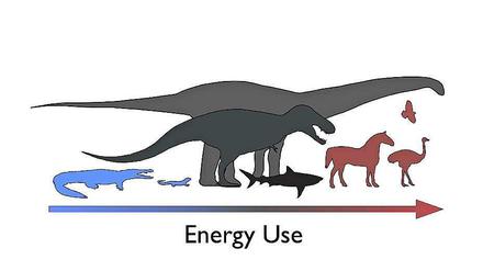 Der Energieverbrauch der Dinosaurier lag zwischen dem von Reptilien und Säugetieren.