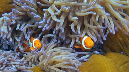Buntes Leben. Vielfältige Lebensgemeinschaften - wie hier am Great Barrier Reef - sind massiv bedroht. 