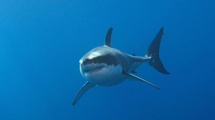 Beißt gern zu. Wer vom Weißen Hai erwischt wird, hat schlechte Chancen. Dennoch sind die Tiere eine eher kleine Gefahr für die Menschheit. Im Schnitt sterben rund zehn Menschen im Jahr an Haiattacken. 