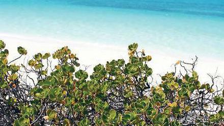 Der Meertraubenbaum Coccoloba: eine typische Pflanze für die Strände der Karibik.