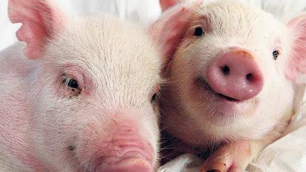 Forscher putzen Viren aus dem Schweineerbgut und passen (wie bei diesen beiden Schweinen aus Südkorea) Gene so an, dass Organe der Tiere vom Immunsystem des Menschen besser toleriert und damit transplantierbar werden.