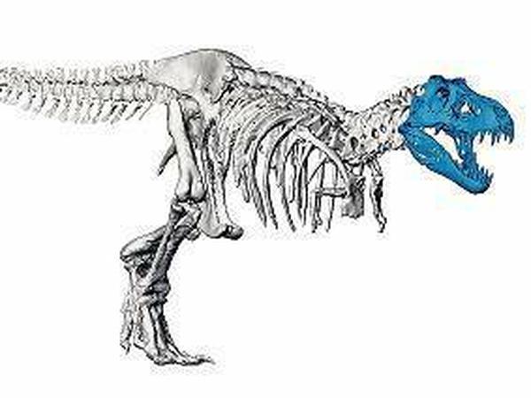 Computer-Simulation des T. rex mit blau eingezeichnetem Schädel.