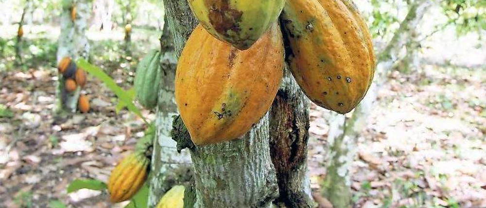 Gelbe Götterfrucht. Auf Lateinisch heißt der Kakaobaum „Speise der Götter“. Foto: AFP