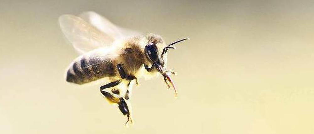 Am Ziel. Seit Jahrzehnten erforschen Biologen, wie das Bienenhirn arbeitet. Für seine Deutung des Schwänzeltanzes erhielt Karl von Frisch 1973 den Nobelpreis. 
