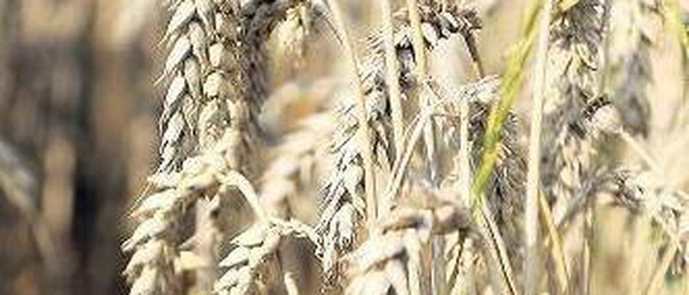 Weniger Weizen. Höhere Temperaturen lassen die Erträge sinken. Foto: ddp
