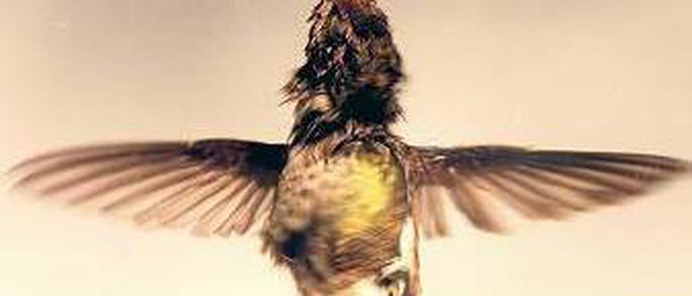 Flugkünstler. Kolibris haben einen Weg gefunden, Regenwasser loszuwerden. Foto: dpa