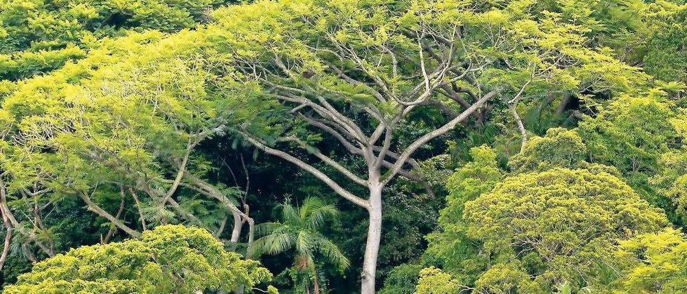 Grüne Lunge. Der Amazonas-Regenwald gilt als besonders wichtiges Ökosytem dieses Planeten. Infolge des Klimawandels könnte er womöglich austrocknen. 