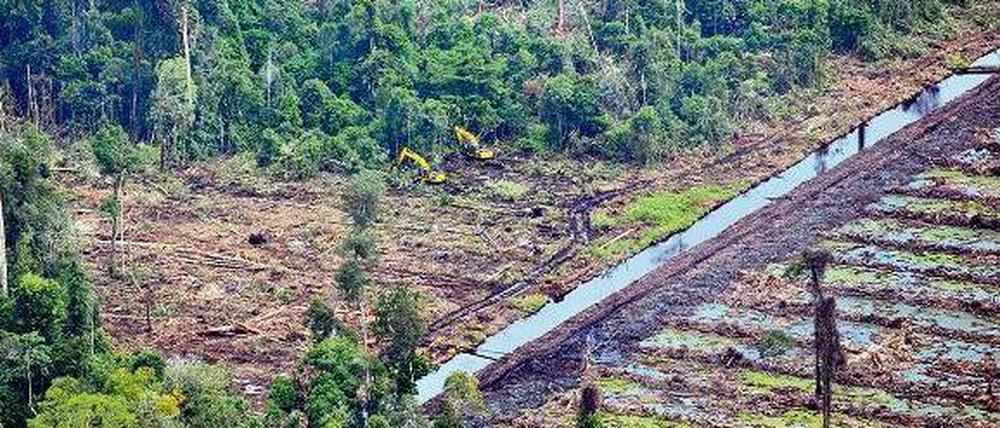 Trockenlegen und abholzen. Mit schwerem Gerät werden in Indonesien Torfböden entwässert, um an die Bäume heranzukommen. Indem der Torf trockenfällt, wird viel Kohlenstoff frei, der zu Kohlendioxid reagiert. Das Gas treibt die Erdwärmung an. 