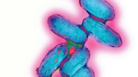 Ein Bakterium, das die Menschheit seit Jahrtausenden heimsucht: Yersinia pestis, der Pest-Erreger.