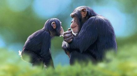 Affiges Verhalten. Schimpansen sind nahe mit dem Menschen verwandt. Deshalb ist ihr Verhalten für Wissenschaftler besonders interessant. 