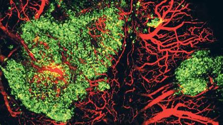 Teil des Körpers. Diese Aufnahme zeigt, wie die Leber (grün) mit den Blutgefäßen der Maus (rot) verbunden ist. 