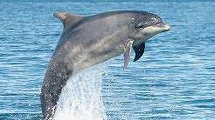 Gewandt. Personen oder Objekte zu benennen und sich über sie auszutauschen, gilt als sehr menschlich. Aber Delfine können das vermutlich auch. 