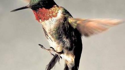Energiebündel. Kolibris müssen Zucker rasch verwerten, um in der Luft zu bleiben.
