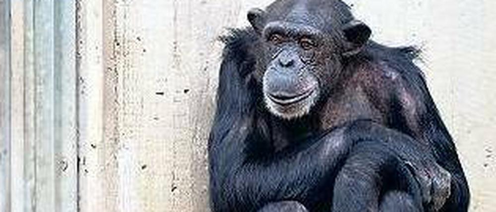 Ausgestellt. Ein Schimpanse im Zoo von Hannover. Weltweit wird zunehmend darüber diskutiert, ob diese Tiere überhaupt eingesperrt werden dürfen. 