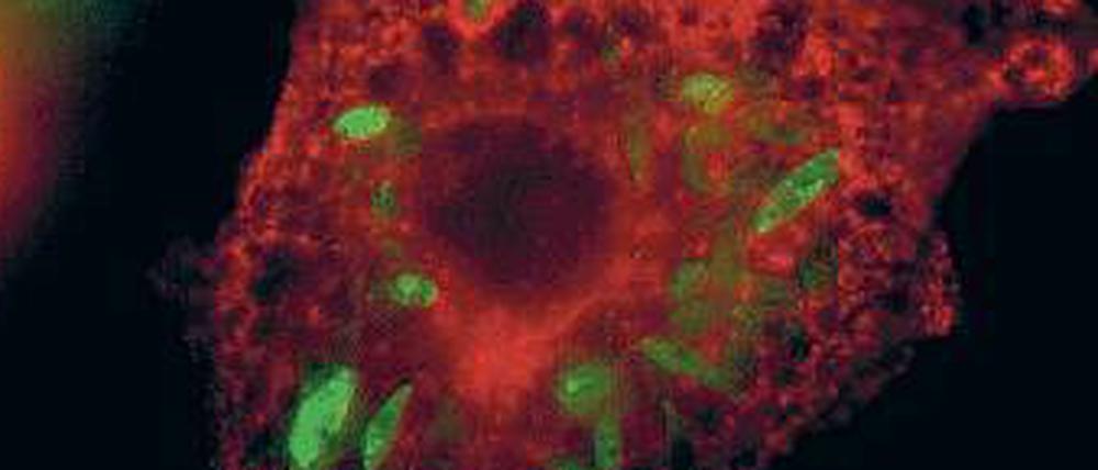Versteckspiel. Leishmaniosen (grün) sind Parasiten, die sich in den Fresszellen (rot) des Immunsystems vermehren.