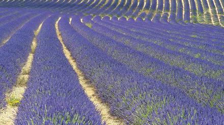Lila Linien. Die Lavendelfelder der Provence sind beliebte Fotomotive. 