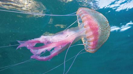 Anmutig. Die Leuchtqualle Pelagia noctiluca. In den vergangenen Jahren sind die Tiere immer häufiger im Mittelmeer zu sehen. 