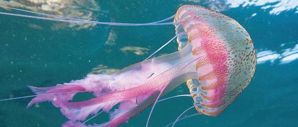 Anmutig. Die Leuchtqualle Pelagia noctiluca. In den vergangenen Jahren sind die Tiere immer häufiger im Mittelmeer zu sehen. 