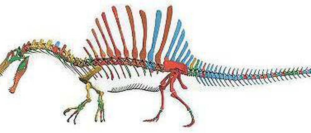 Räuber mit Schmuck. Das Rückensegel des Spinosaurus (digital rekonstruiert) sollte vermutlich Weibchen anlocken.