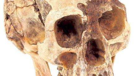 Ein rekonstruierter Schädel des Homo floresiensis.