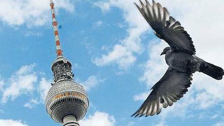 Im siebten Taubenhimmel. In vielen deutschen Städten sind Tauben und ihr Kot ein Problem, das Millionen Euro Kosten verursacht. Anstatt sie zu jagen, werden sie jetzt zum Nisten in exklusive Behausungen gelockt, um die Eier gegen taube Attrappen zu ersetzen. 