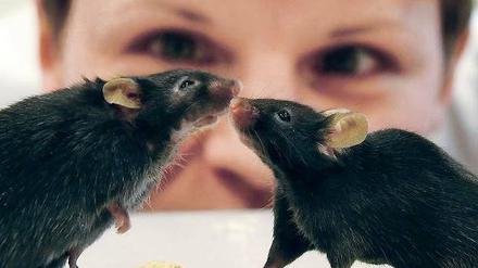 Auf dem Laufsteg der Forschung. Mäuse stehen Modell für Menschen – trotz genetischer Ddifferenzen.