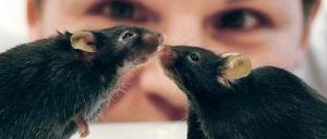 Auf dem Laufsteg der Forschung. Mäuse stehen Modell für Menschen – trotz genetischer Ddifferenzen.